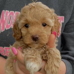 Liberty - Buff female Cockapoo puppy in Bedford, Iowa from Our Father’s Doodles