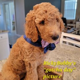 Goldendoodle All Grown Up from We R Mini Doodles