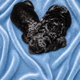 Male 2 - Black male Poodle puppy in Bremen, Georgia from Kelley’s Poodle Patch
