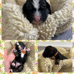 Bernedoodle Puppies from Green Bay Bernedoodles