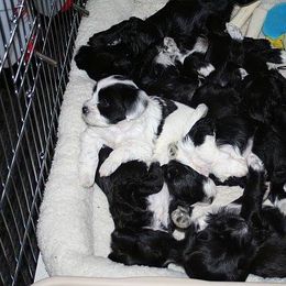 Tibetan Terrier Puppies from Dioghe Tibetan Terriers