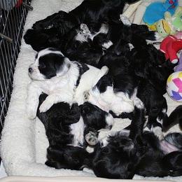 Tibetan Terrier Puppies from Dioghe Tibetan Terriers