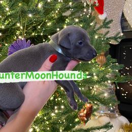 Green - Blue Italian Greyhound puppy in Duvall, Washington from Hunter_Moon Hounds