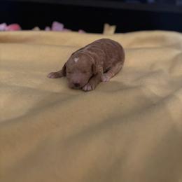 Candy cane - Red  female Goldendoodle puppy in Noblesville, Indiana from R and H Doodles