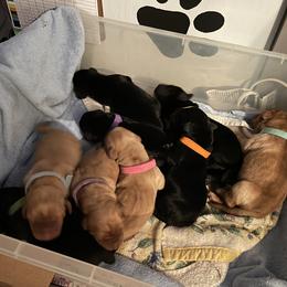 Labrador Retriever Puppies from Bayside Labradors