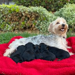 Yorkshire Terrier Puppies from Sunshine Yorkies