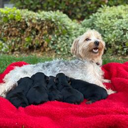 Yorkshire Terrier Puppies from Sunshine Yorkies