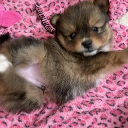 Pomsky Puppies from Guccio’s Pomsky’s and Stud Services