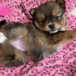 Pomsky Puppies from Guccio’s Pomsky’s and Stud Services