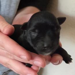 Cocoa Krispies - Black male Miniature Schnauzer puppy in Allison, Iowa from Firefly Stables