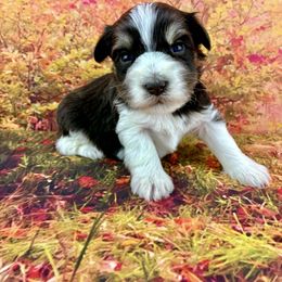 Gusto - Parti male Miniature Schnauzer puppy in Sylvania, Georgia from Southern Sky Miniature Schnauzers