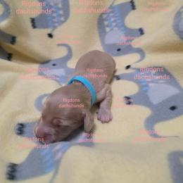 Blue boy - Cream male Dachshund puppy in Sour Lake, Texas from Rigdon's dachshunds