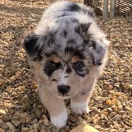 Miniature Australian Shepherd and Toy Australian Shepherd Puppies from Beasley Acres Aussies