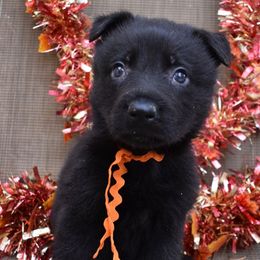 Orange Collar Girl - Black female German Shepherd puppy in Grants Pass, Oregon from Granville German Shepherds