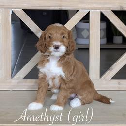Amethyst - Red  female Goldendoodle puppy in Beverly Hills, Florida from Bundle of Joy Doodles