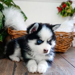 Pomsky Puppies from Arctic Star Pomskies
