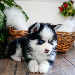 Pomsky Puppies from Arctic Star Pomskies
