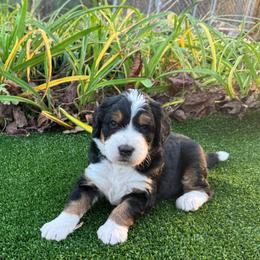 Bernedoodle Puppies from Bernedoodle Love