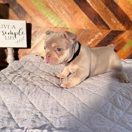 Lucy - Tricolors female French Bulldog puppy in Klamath Falls, Oregon from Brittany's French Bulldogs