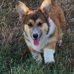 Charlie - Sable male Pembroke Welsh Corgi puppy in Kiowa, Colorado from Cool Water Corgis LLC