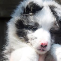 Shetland Sheepdogs from Luxe Shetland Sheepdogs