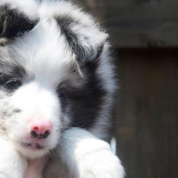 Shetland Sheepdogs from Luxe Shetland Sheepdogs