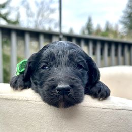 Rudolph - Black male Goldendoodle puppy in Rainier, Oregon from Beaver Springs Puppies