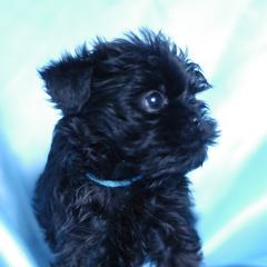 Affenpinscher and Lagotto Romagnolo Puppies from Skyfall and Morena