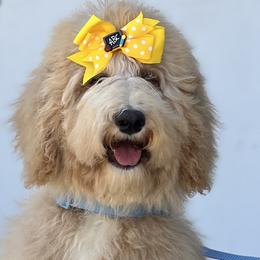 Goldendoodles and Poodles from Denikka Collins