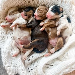 Bernedoodle, Cavalier King Charles Spaniel, and Goldendoodle Puppies from Little Acorn Doodle