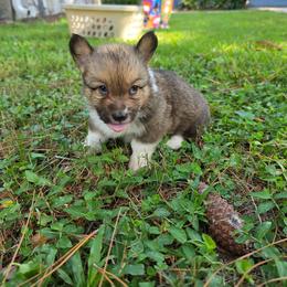 Harry - Sable male Pembroke Welsh Corgi puppy in Tallahassee, Florida from Koko's Korgis