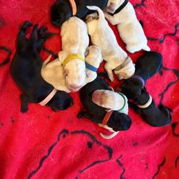 Boy 3 - Yellow male Labrador Retriever puppy in Beavercreek, Oregon from Sweetwater Spring Labradors