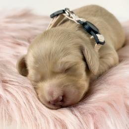 Chocolate Chip - Cream male Dachshund puppy in Sacramento, California from MiniDoxPups