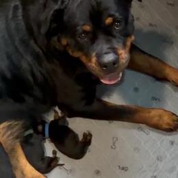 Blue Collar - Black and mahogany male Rottweiler puppy in Ridgeland, South Carolina from VHK Rottweilers