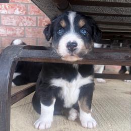 Teddy - Black tri-color male Australian Shepherd puppy in Cypress, Texas from Cypress Aussies