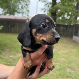 Winston - Black and tan male Dachshund puppy in Texarkana, Arkansas from Cadie Bounds