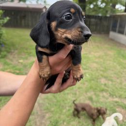 Winston - Black and tan male Dachshund puppy in Texarkana, Arkansas from Cadie Bounds