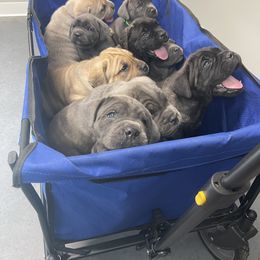 Cane Corso Puppies from Mathis Lake Cane Corso