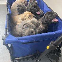 Cane Corso Puppies from Mathis Lake Cane Corso