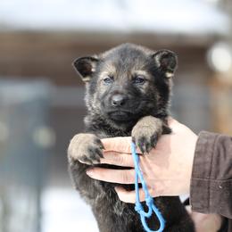 Shiloh - Sable male German Shepherd puppy in Augusta, West Virginia from Vom Haus Highlands