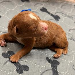 Clyde - Red  male Goldendoodle puppy in Great Falls, Montana from AnneLuna Goldendoodles