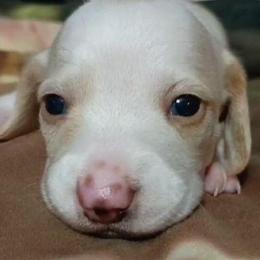 LemonDrop - Piebald male Dachshund puppy in Harrison, Arkansas from Dachshunds on the Hill