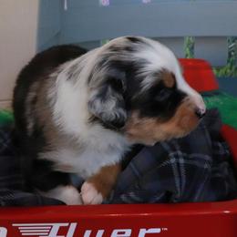 Schroeder - Blue merle male Miniature Australian Shepherd puppy in Macomb, Missouri from Faunus Farms and Aussies