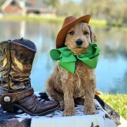 Wimberly's Green boy - Apricot male Goldendoodle puppy in Kountze, Texas from Texas Doodles LLC