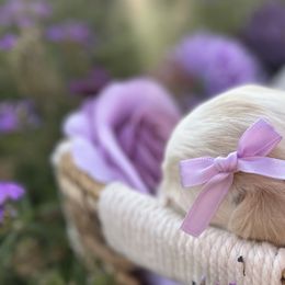 Cotons de Tulear from Lavender Fields Cotons