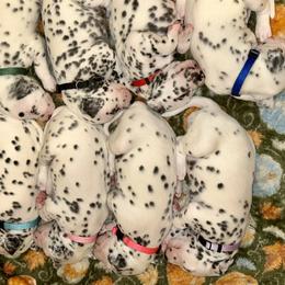 Dalmatians from Sarena Martinez