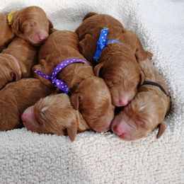 Goldendoodle Puppies from HeartSong Homestead