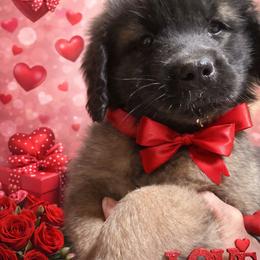 Dilute Retriever, French Bulldog, Labrador Retriever, and Leonberger Puppies from QVR Labradors and Leonbergers