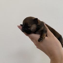 Cedar AKC Male - Orange sable male Pomeranian puppy in Las Vegas, Nevada from POM SOCIETY
