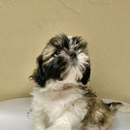 Shih Tzu Puppies from Willow Lane Shih Tzus